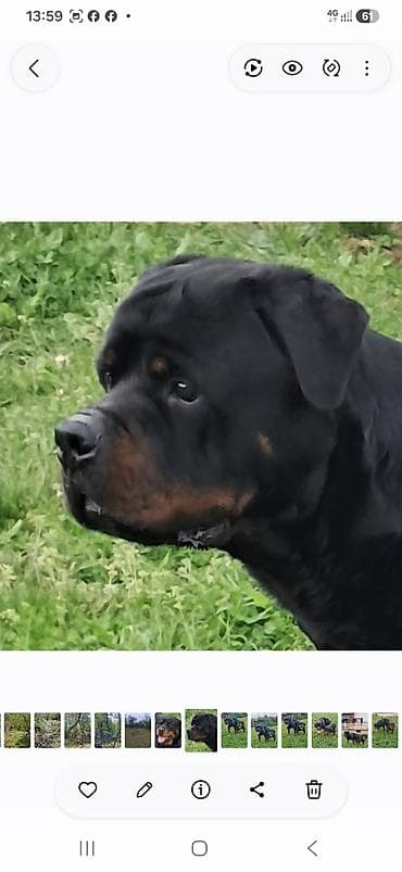 francuski buldog štenci: Rotvajler, muška štenad Odgajivačnica „Fustendorf“ FCI 5449, rasa — 4