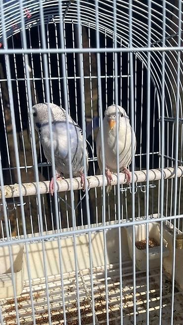 Papagaji tigrice (par) sa kavezom - Vrsta: tigrice (budgeri/papagaj