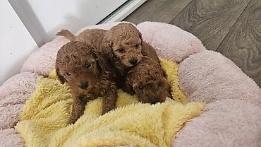 cavapoo stenci: Dostupni štenci aprikot mini i crvene toy pudle 🐩 Od veoma — 6