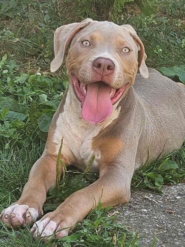 Životinje: Vrhunski štenci American Bully XL dostupni za prodaju. Krvna linija — 7