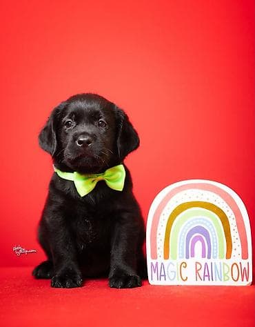 tocak za macke: Crni i braon mužjak Labrador retrivera  Crni i braon mužjak iz — 4