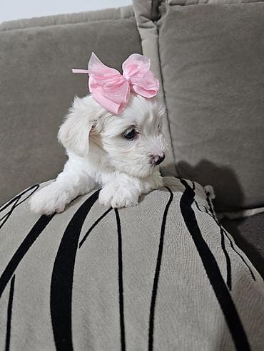 psi na poklon vrsac: Na prodaju cistokrvni stenci maltezera. Ostenjeni 24.12.25. 4 zenkice — 10