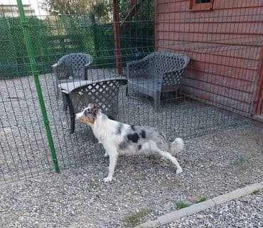 francuski buldog plavi cena: Border koli/collie štenci. Vakcinisani, revakcinisani i očišćeni od — 8
