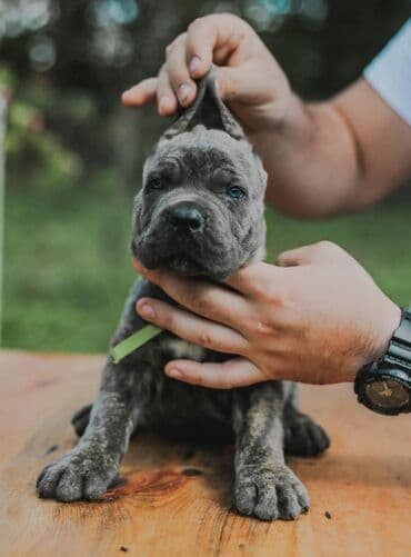 psi koji trazi tartufe: Postanite vlasnik jednog od naših vrhunskih Cane Corso štenaca — 15