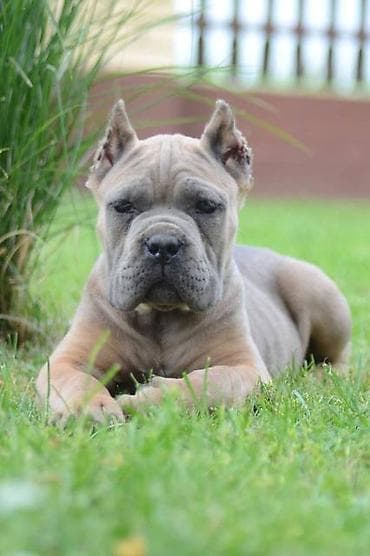 psi firma: Cane Corso, štenci vrhunskog kvaliteta Nasa odgajivačnica Vam nudi — 9