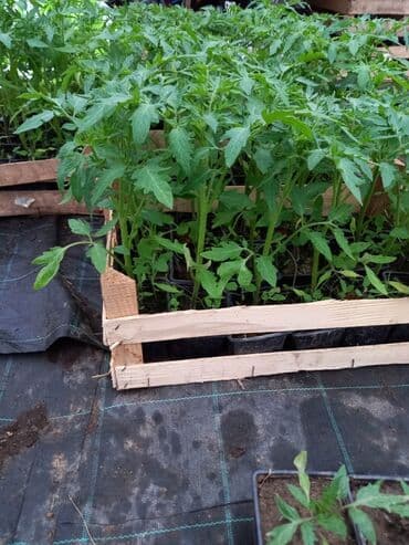 pustinjska ruza sadnice prodaja: Paradjz, Bug biff, Optima, viva 180 din, vklovsko srveuragan — 1