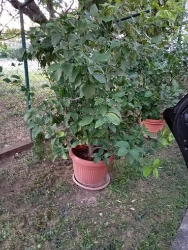 Drvo limuna u saksiji sa zelenim lišćem i malim plodovima. Pogodno za