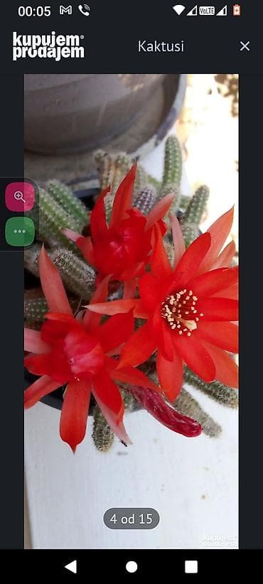 sam u kuci: Kaktus – Rebutia/Chamaecereus (tzv. „kikiriki“ ili „pehar“ kaktus) sa — 1