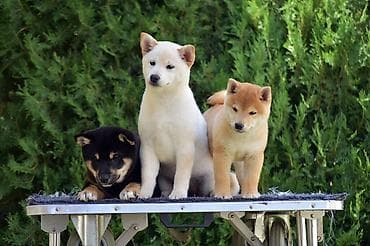 staford kuce: NEW "MINMIGORA' S" litter "Minmigora' s" Shiba Inu kennel present new — 10