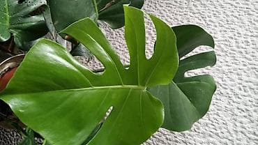 Filadendron, Cykas palma, Zamija, velike biljke, pogodne za sve vrste na lalafo.rs Filadendron, Cykas palma, Zamija, velike biljke, pogodne za sve vrste