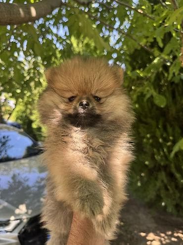 Pomeranski špic (pomeranac) – štene - Rasa: pomeranski špic, tip na lalafo.rs Pomeranski špic (pomeranac) – štene - Rasa: pomeranski špic, tip
