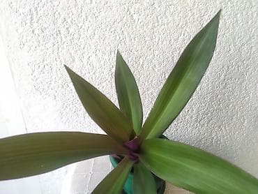 ukrasne lampe za sobu: Mojsijeva kolevka 30 cm - Tradescantia spathacea Prodaje se biljka sa — 4