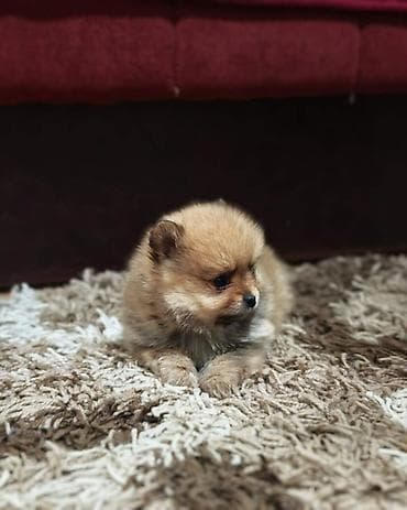 mesanac labradora i zlatnog retrivera: Štenci pomeranskog špica prelepog krzna i izuzetno sitne građe, muškog — 7