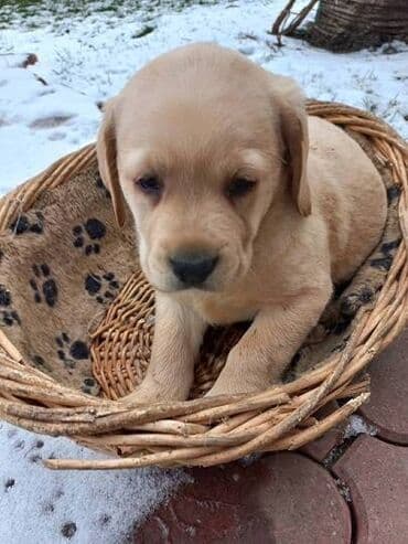 psi na poklon novi sad: Labrador štenci na prodaju u žutoj i crnoj boji, oba pola u ponudi — 9