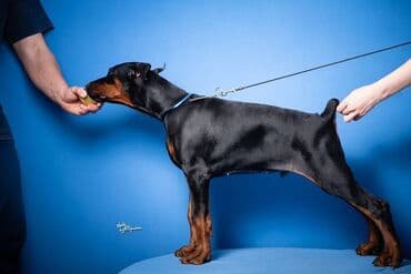 štenci nemačkog ovčara: GROM Doberman Kennel predstavlja stenad iz linijskog parenja Pride of — 5
