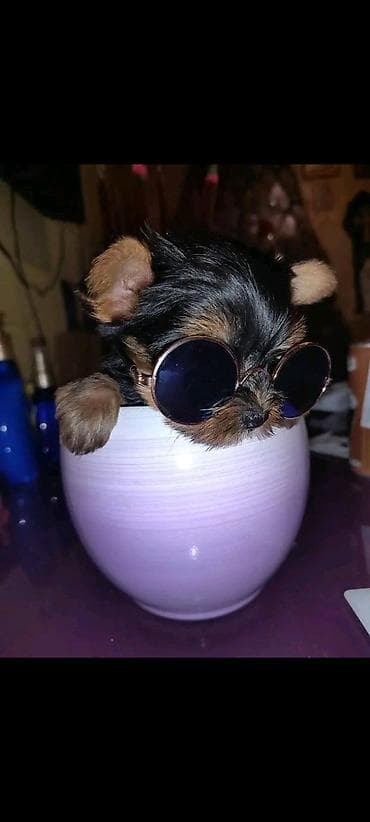 meso za pse prodaja: Jorkšir terijer – štenci iz kućnog legla majka ima kilo i po otac 980 — 10