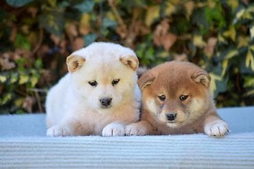 za stan mali psi na poklon: NEW "MINMIGORA' S" litter "Minmigora' s" Shiba Inu kennel present new — 7