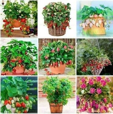 kontejnerske sadnice jagoda prodaja: Seme jagode više vrsta
Cena:650din/200 semenki — 8