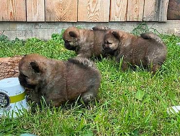 mali psi za stan na poklon: Chow Chow štenci Štenci Čau-Čau izložbenog potencijala sa rodovnikom — 10