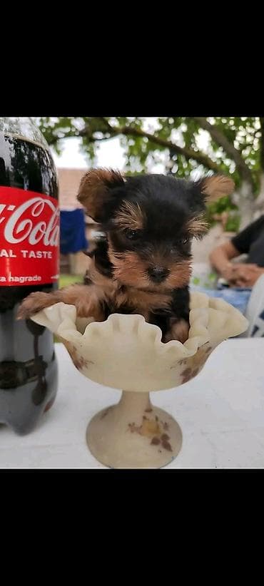 meso za pse prodaja: Jorkšir terijer – štenci iz kućnog legla majka ima kilo i po otac 980 — 7