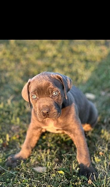 Rasa Cane Corso snažne građe) Starost: 45dana Boja dlake: nijanse na lalafo.rs Rasa Cane Corso snažne građe) Starost: 45dana Boja dlake: nijanse