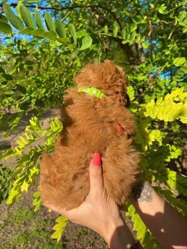 ovcari psi: Odgajivacnica pasa "Happy Puppies" ima u ponudi muzjake patuljaste i — 4