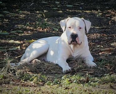 bela i buldozi: Slobodan za parenje!! Mužijak Dogo Argentino, izuzetno kvalitetnog — 4