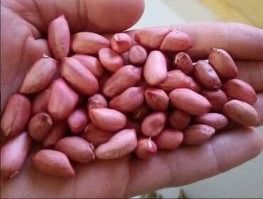 ljuljaske od paleta: Kikiriki (30 semenki) Cena:650din Kikiriki (Arachis hypogaea) je — 1