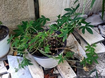 lidl polica za cvece: Hristov venac Cveće Hristov Venac Passiflora caerulea spada u red — 6
