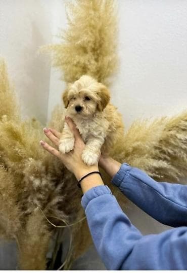Donji delovi trenerke: Maltipoo vrhunske genetike u registrovanoj odgaivacnici Bahu Djokovic — 6