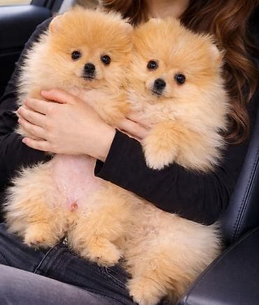 bordoška doga cena: Pomeranac zenkica. Dostupna prelepa ženkica pomeranca. Starosti 4 mes — 7