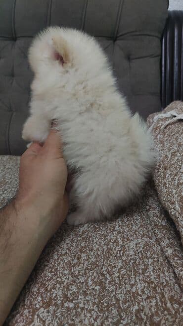 njuškalo psi na poklon labradori: 🐻🧸💎#pomeranianboo #pomeranian #pomeranianlove #pomeraniansoftiktok — 5