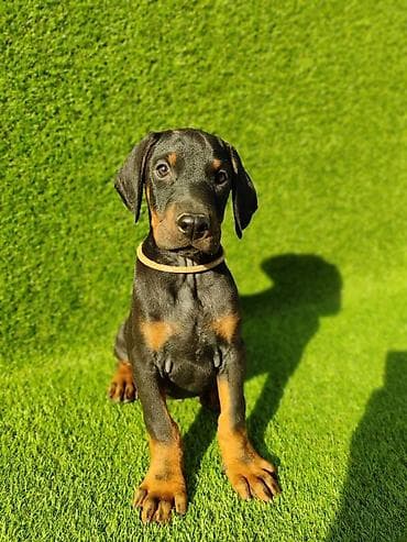Doberman štenci dostupni Stari 55 dana Zlatni ( žuti) mužijak - 700 na lalafo.rs Doberman štenci dostupni Stari 55 dana Zlatni ( žuti) mužijak - 700