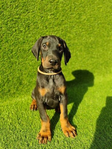 Psi: Doberman štenci dostupni Stari 55 dana Zlatni ( žuti) mužijak - 700 — 1