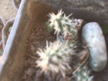 forma ideale ormari za sobu: Kaktusi vise vrsta — 7