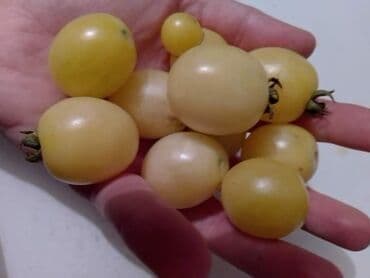 Sve za vikendicu i baštu: Seme paradajza! Crveni jabučar Žuti jabučar Narandžasti jabučar — 13