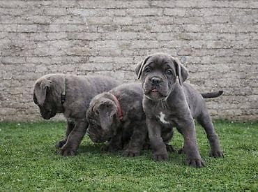 Ptice: Cane Corso štenci Štenci Cane Corso, oštenjeni 02.12.2025, slobodni za — 7