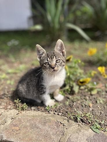 maltezer poklanjam: Poklanjam 2 mačeta ženke
2 meseca stare
Veternik Novi Sad — 3