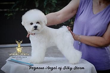 pas nis: Odgajivačnica kovrdžavih bišona Angel of Silky Storm, leglo „P“ 2 — 10