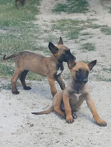 zuti psi: Štenci (verovatno tip belgijskog ovčara – malinoa) - Starost: mladi — 3