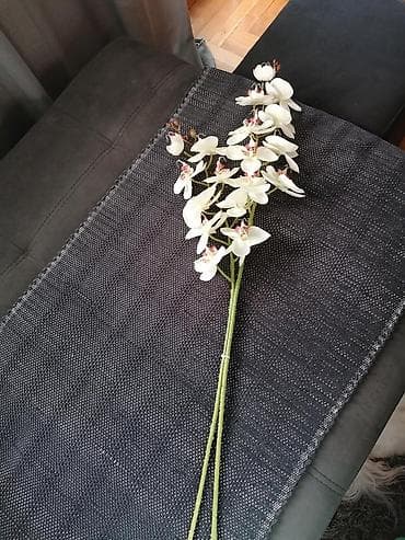 decor din: Dve grane vestacke orhideje — 4