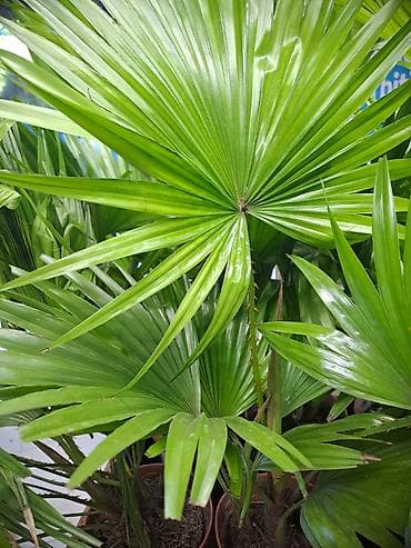 sobna vrata srbija: Filadendroni, Palme, Chlorophytum, Zamije, Yucca, Drvo Zivota — 2
