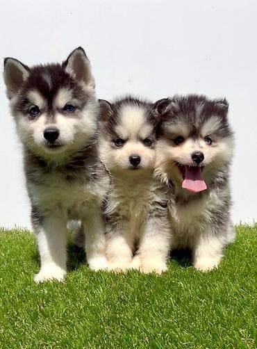 stenci na prodaju novi sad: Pomsky-pomski (pomeranac + haski) Pomsky mužjaci i ženke, u pitanju je — 5
