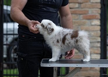 mala telad za prodaju: Na prodaju 9 šteneta Border Collie, iz dva različita legla. - Jedno — 3