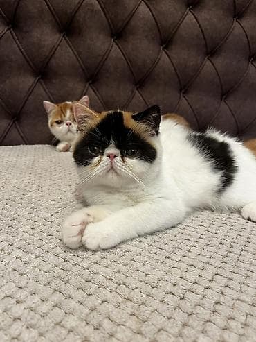 drvo maca: Na prodaju egzotični kratkodlaki mačići (Exotic Shorthair) — 6