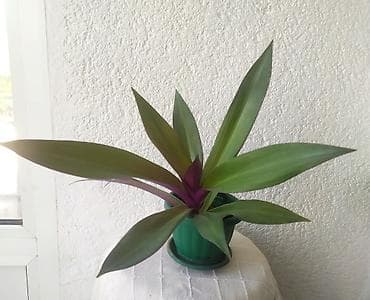 ukrasne lampe za sobu: Mojsijeva kolevka 30 cm - Tradescantia spathacea Prodaje se biljka sa — 1
