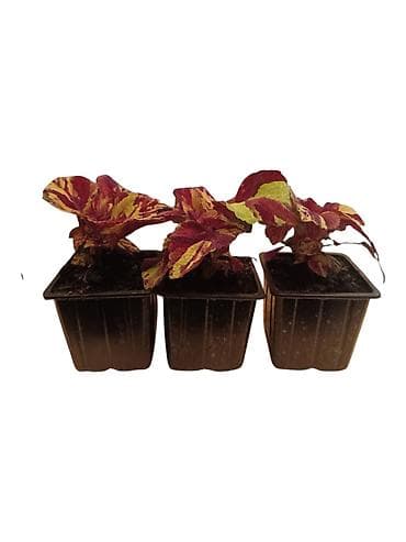 Koleus (Coleus blumei) – ukrasna biljka sa šarenim lišćem - Vrsta