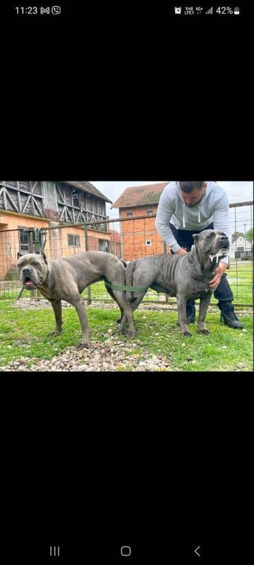 Psi: Prodajemo štence CANE CORSO vhunskog izložbenog kvaliteta sa — 21