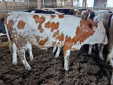 Domaće životinje: Junice Simentalske rase Na prodaju tek osemenjene junice Simentalske — 4
