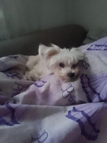 rasni psi na poklon београд: Mali pas bele, svilene dlake – tip maltezera/toy tip. Kompaktan rast — 2
